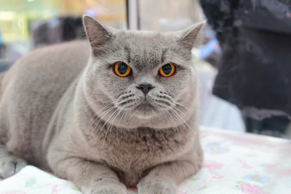 郑州世界名猫展 百只“喵星人”同台竞艳，尽显名宠优雅魅力