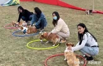 柯基犬智勇大比拼，欧乐堡上演萌宠狂欢